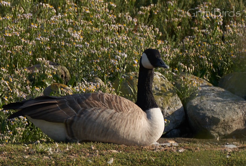 Canada Goose - ML608930802