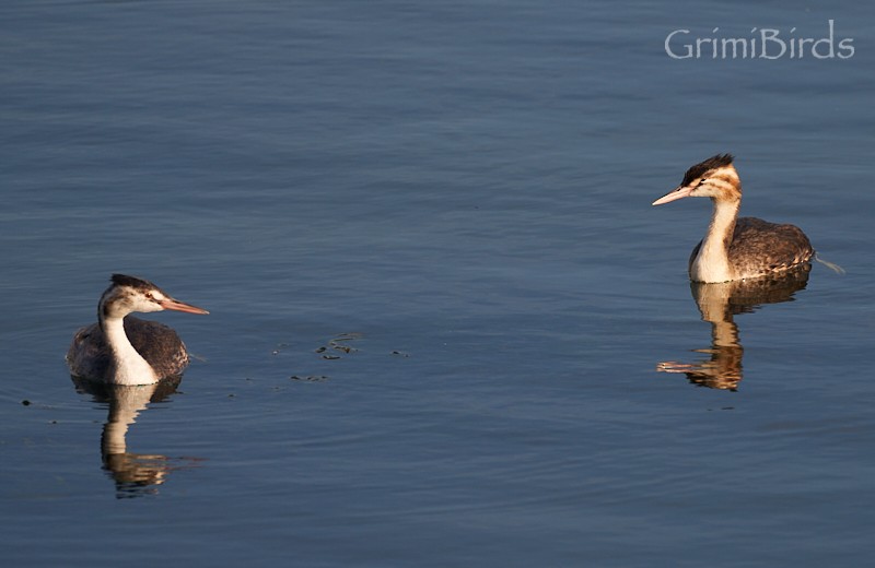 Great Crested Grebe - ML608930812