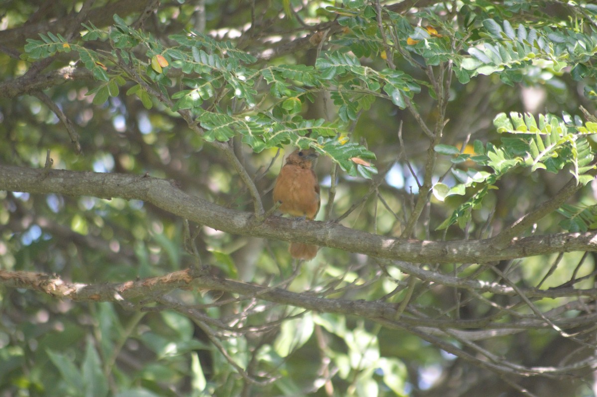 White-lined Tanager - ML608930817