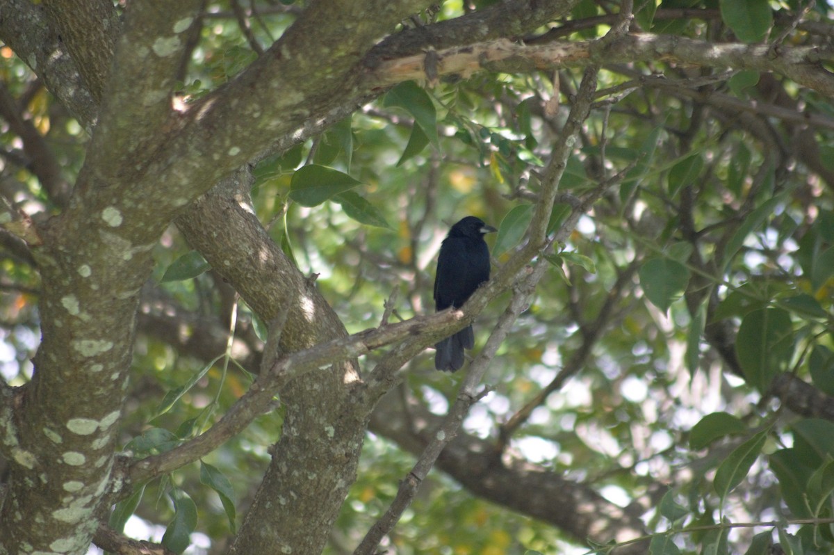 White-lined Tanager - ML608930820