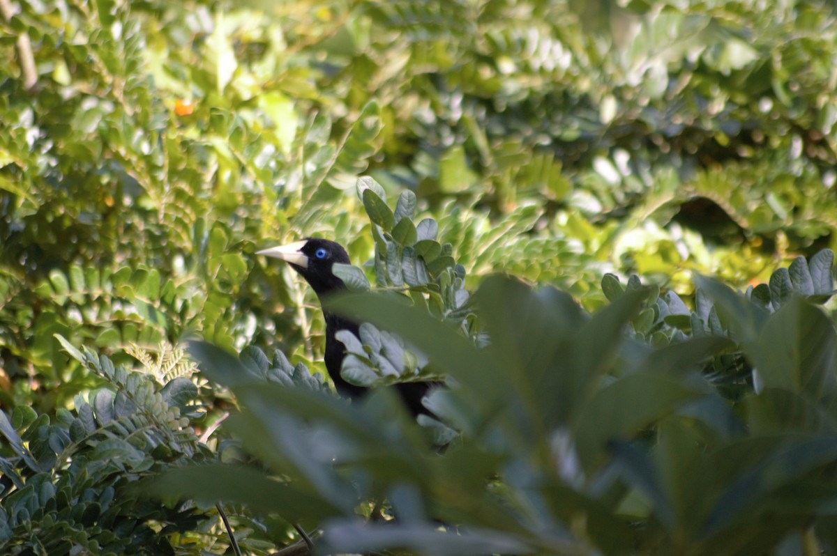 Crested Oropendola - ML608930825