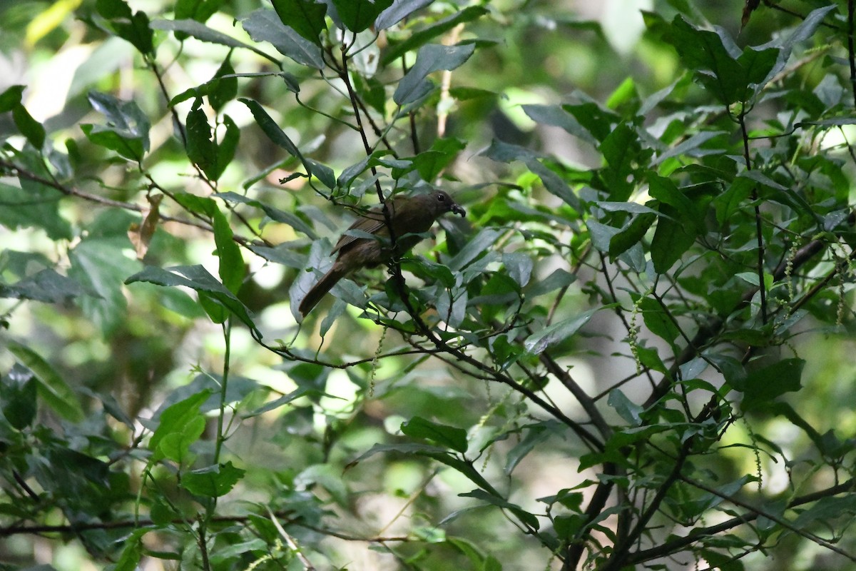 Bulbul curvirostre - ML608930826