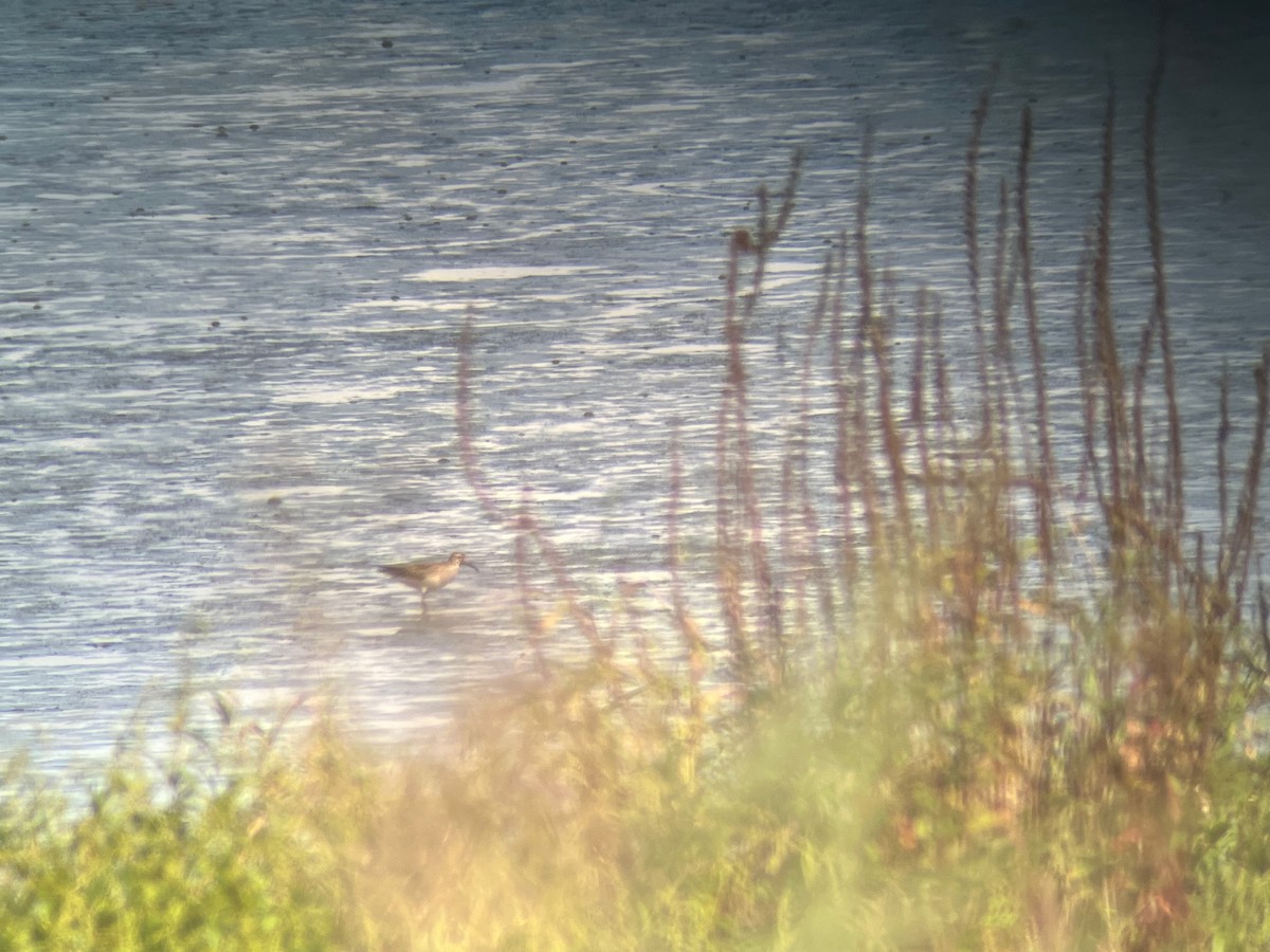 Pectoral Sandpiper - ML608930832