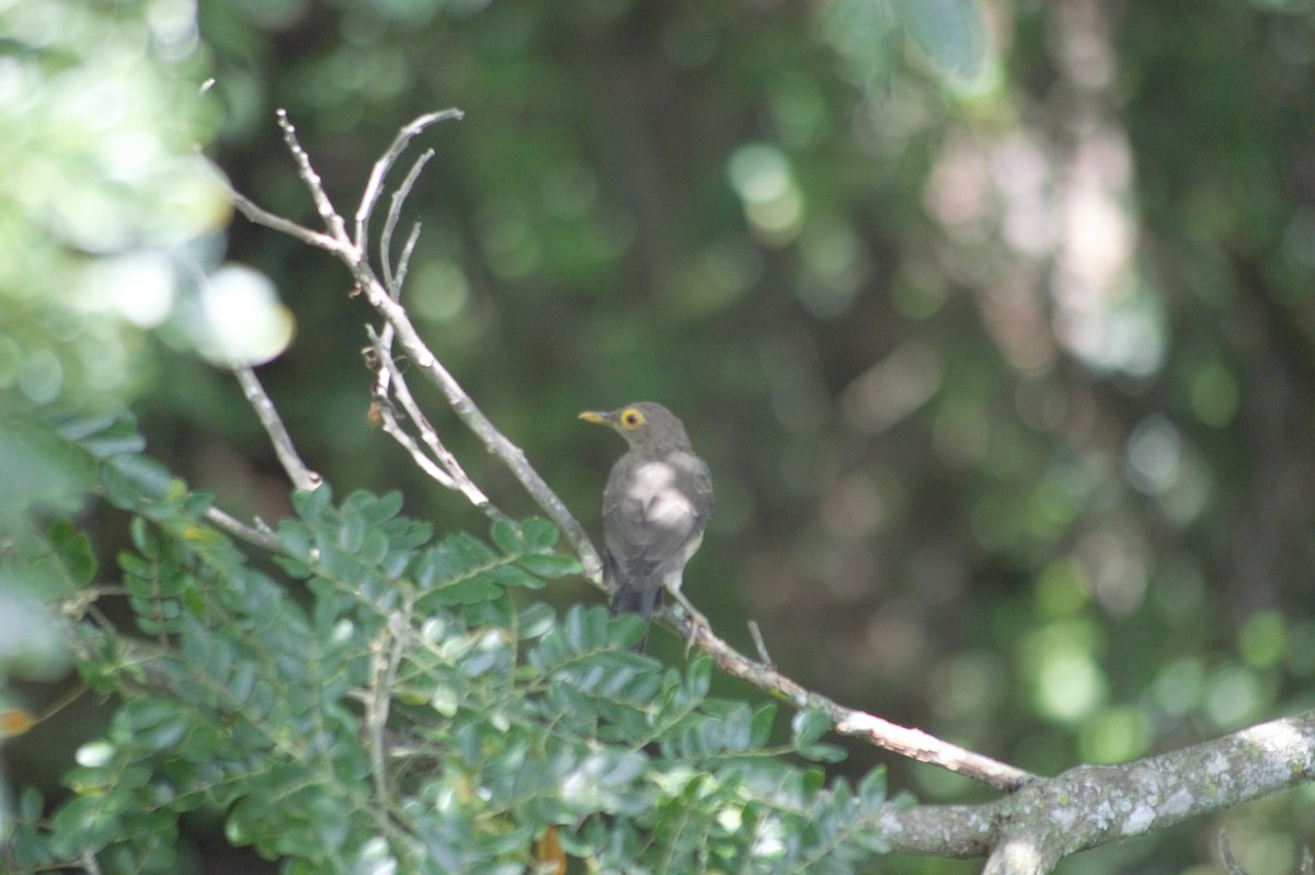 Spectacled Thrush - ML608930850
