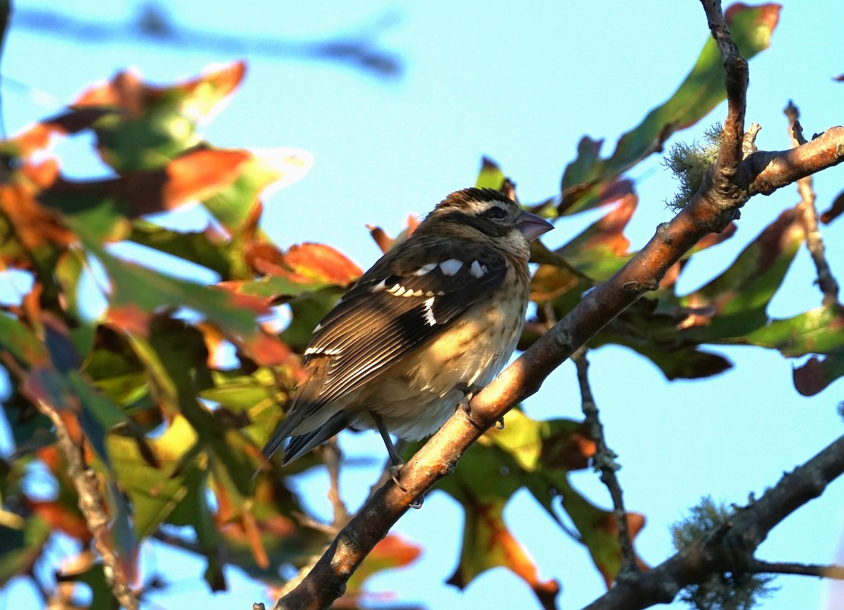 Rose-breasted Grosbeak - ML608930854