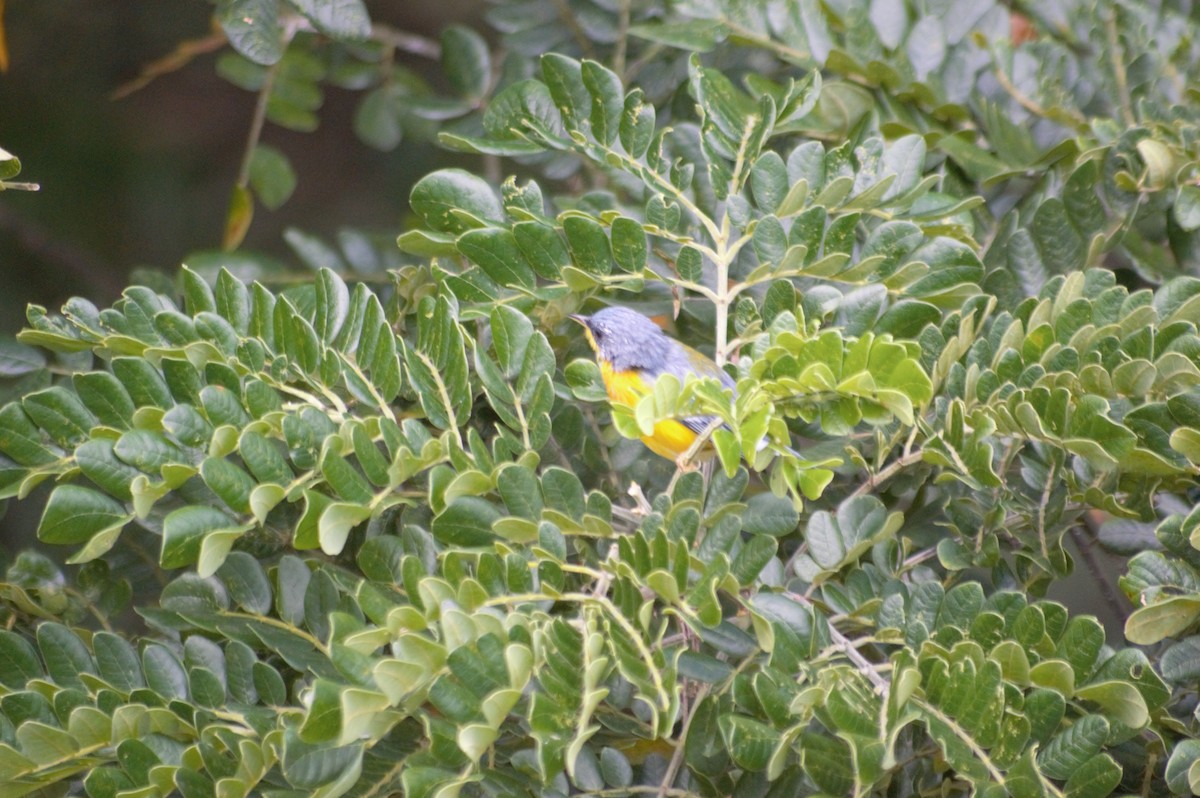 Tropical Parula - ML608930858