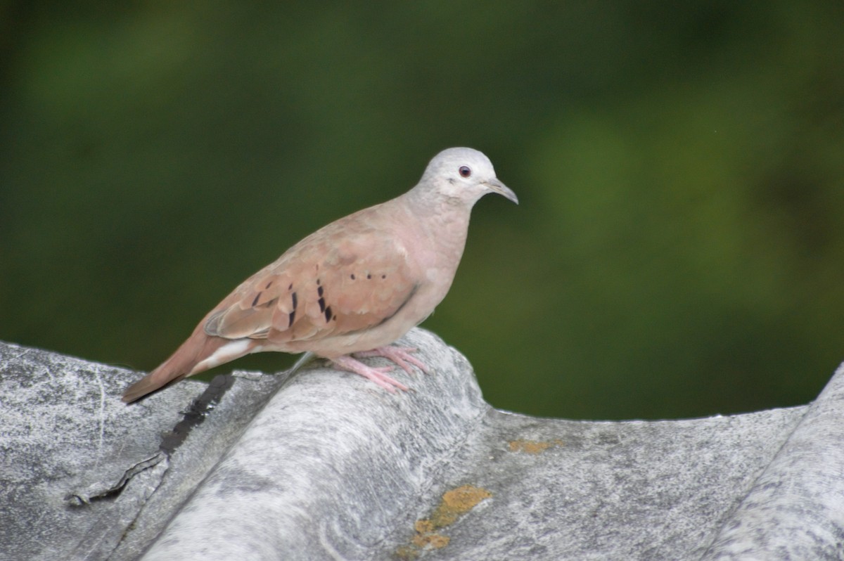 Ruddy Ground Dove - ML608930866