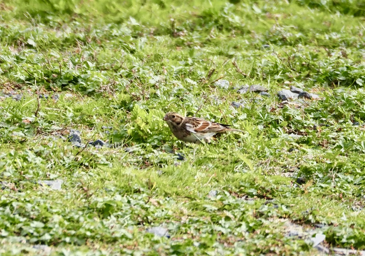 Lapland Longspur - ML608930928
