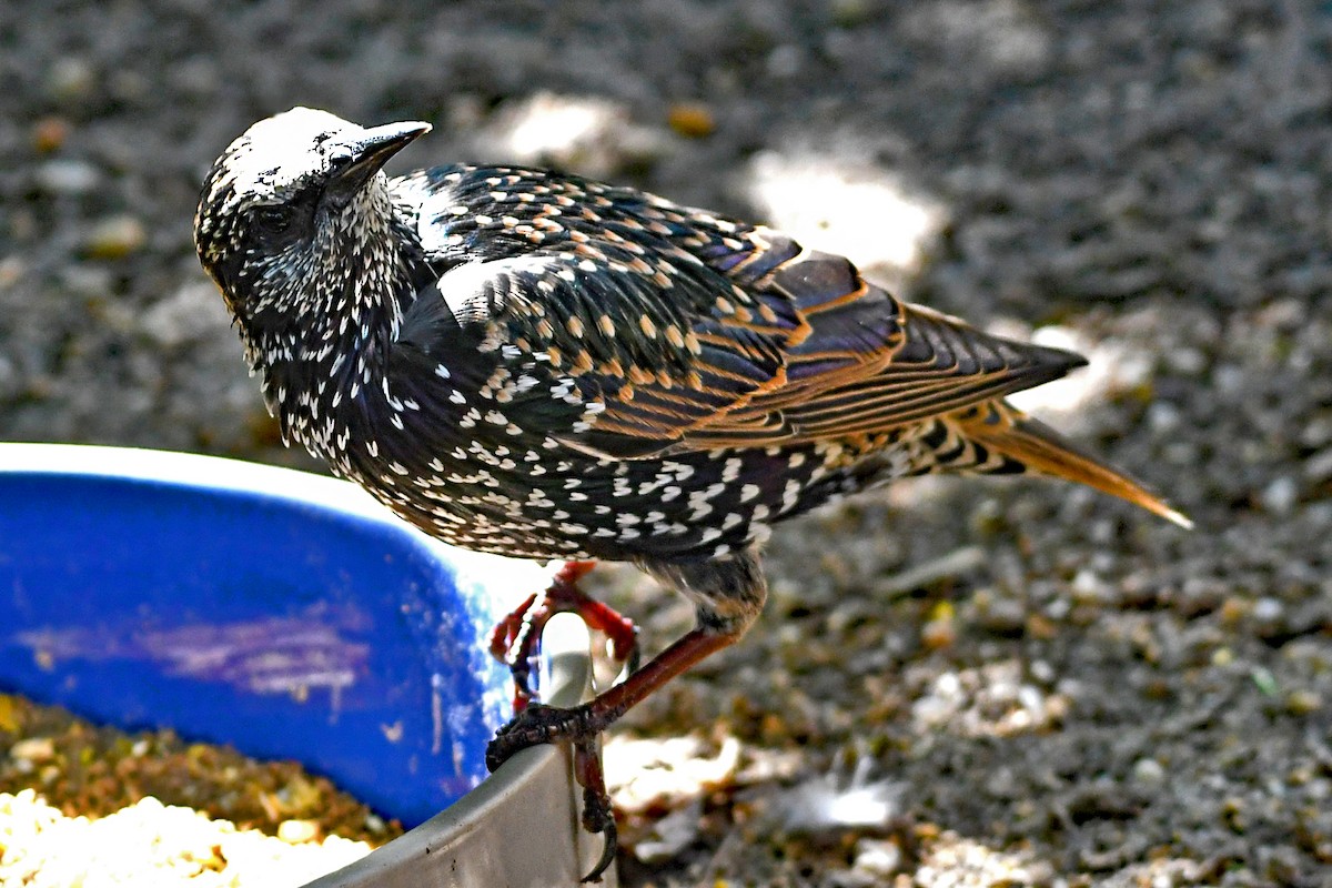 European Starling - ML608930956