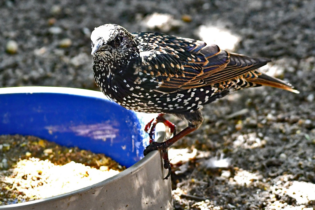 European Starling - ML608930957