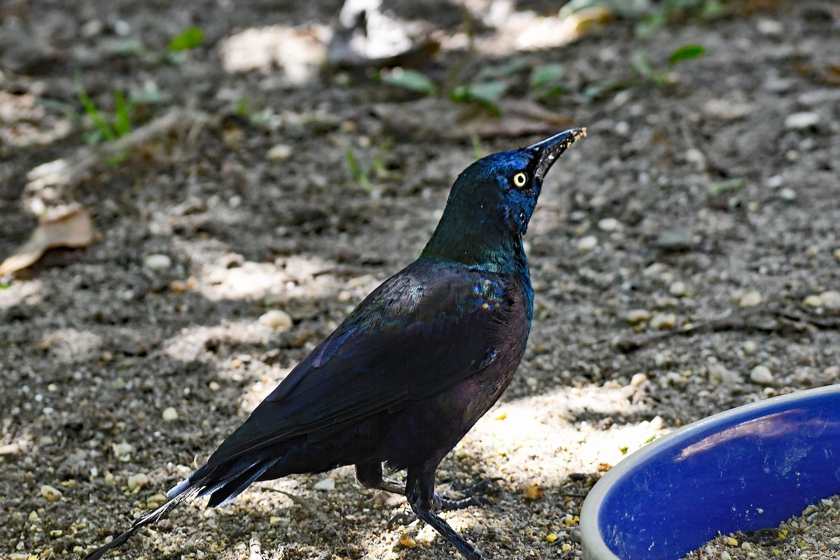 Common Grackle - Paul Nale