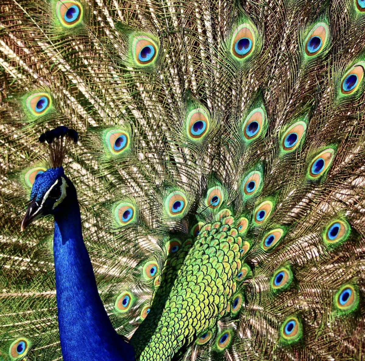 Indian Peafowl - Jeff Kietzmann