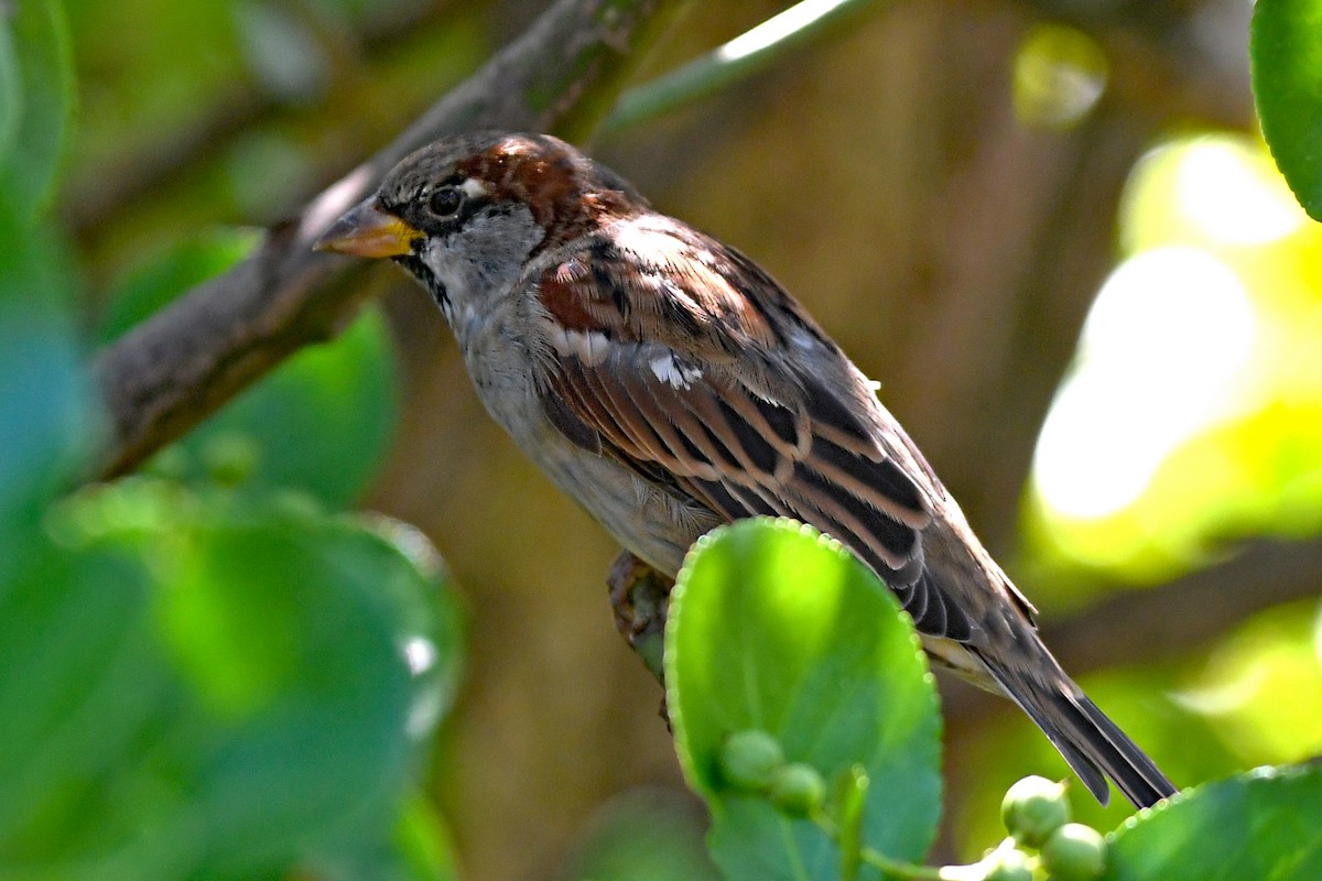 Moineau domestique - ML608930982