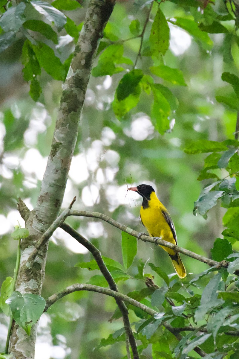 Western Black-headed Oriole - Antoine Lacroix