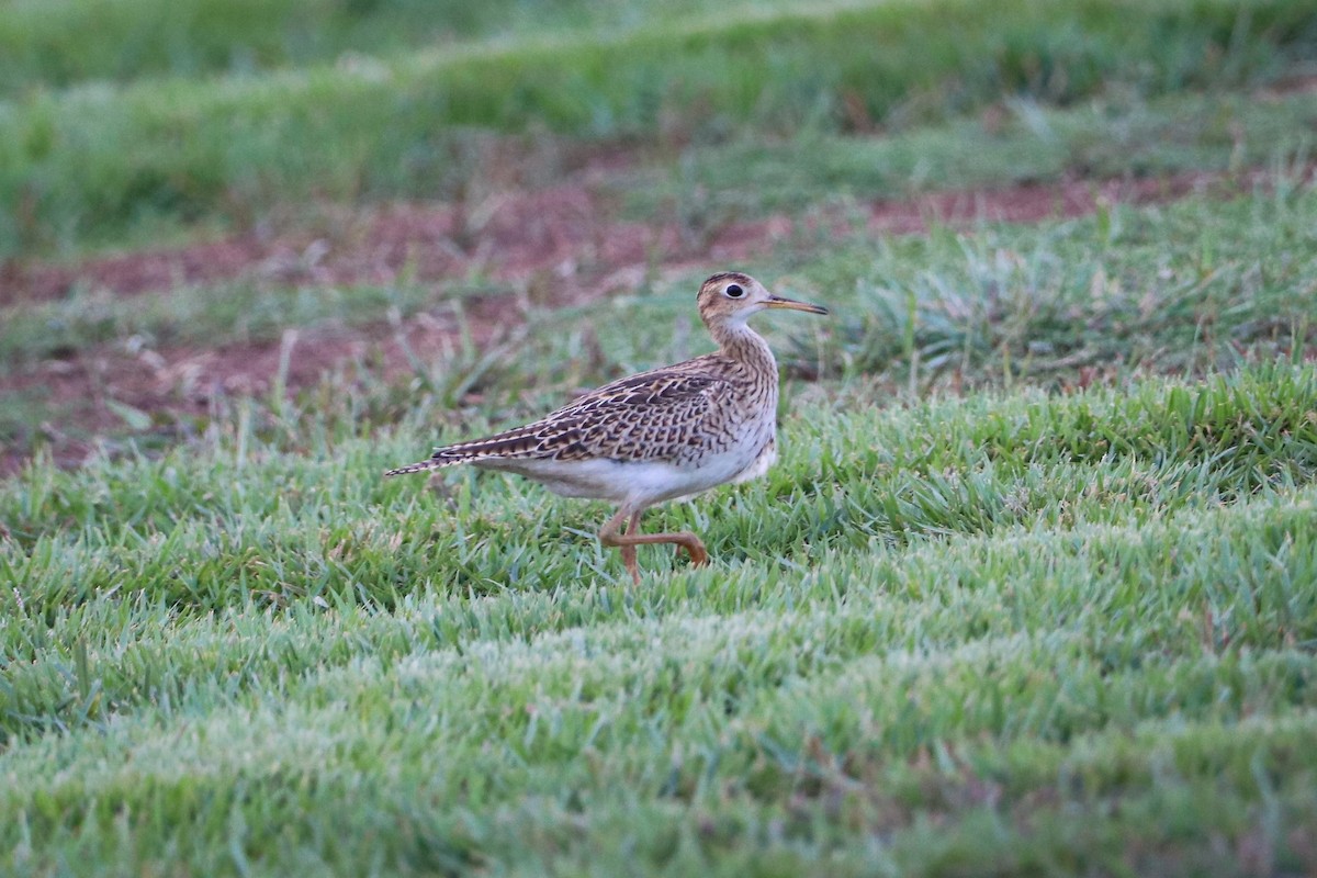 Upland Sandpiper - Aeris  Clarkson