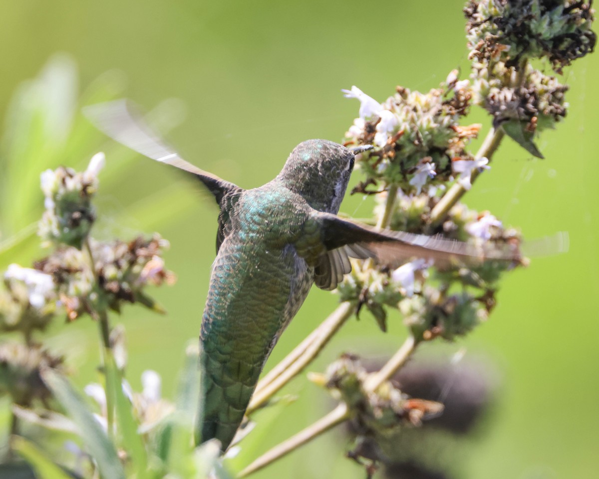 Anna's Hummingbird - ML608931071