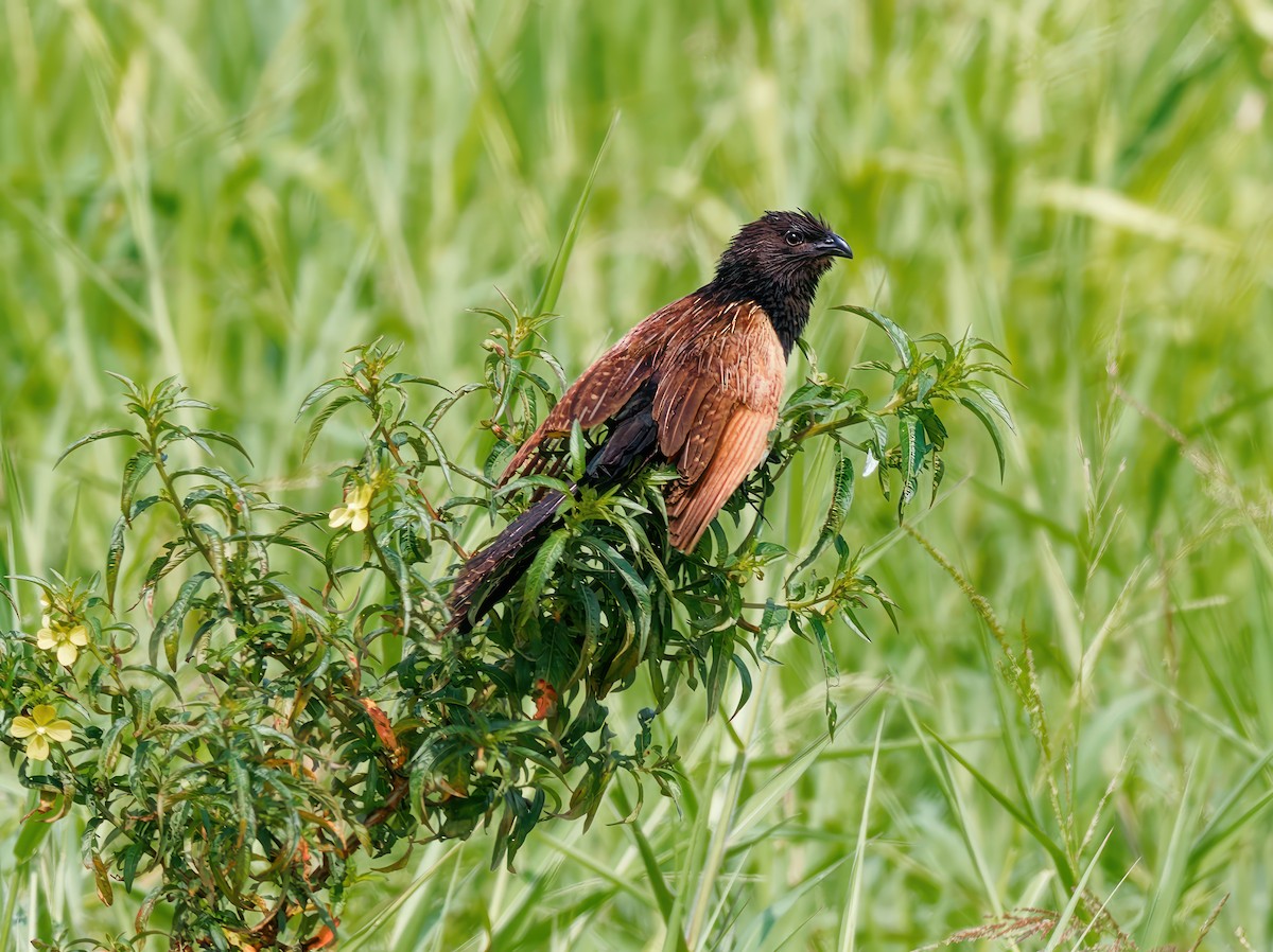 Lesser Coucal - ML608931073