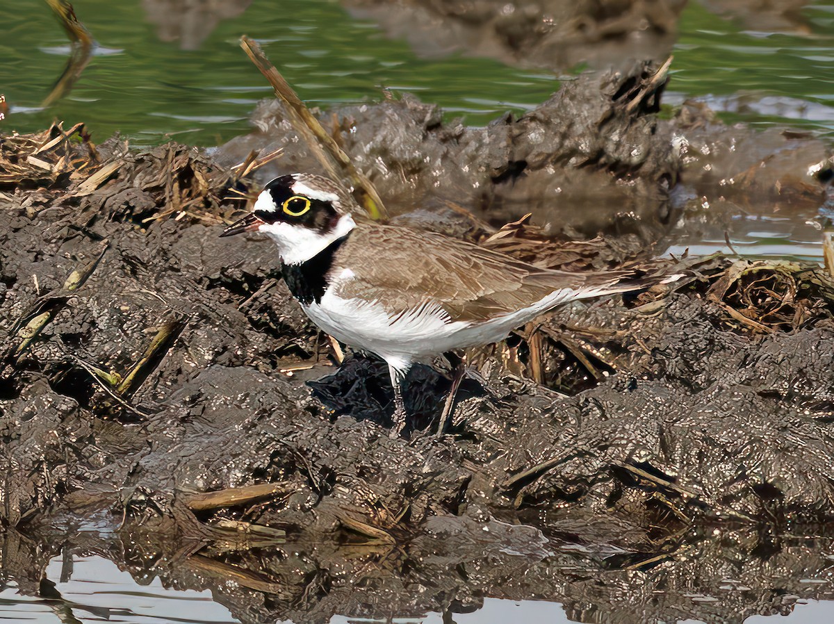 Little Ringed Plover - ML608931103