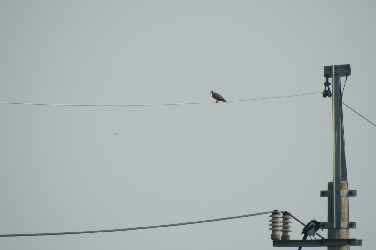Red Collared-Dove - ML608931113