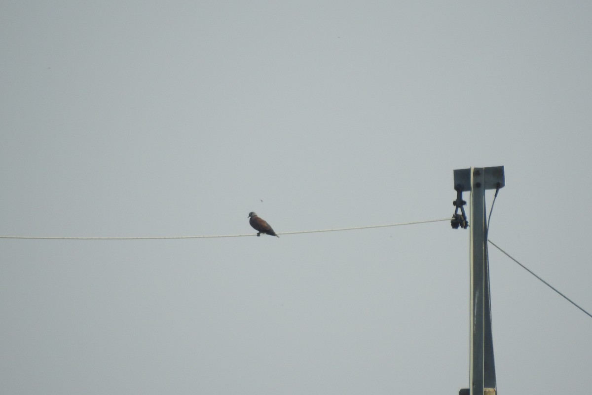 Red Collared-Dove - ML608931114