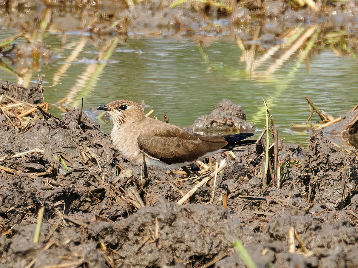 Oriental Pratincole - ML608931120
