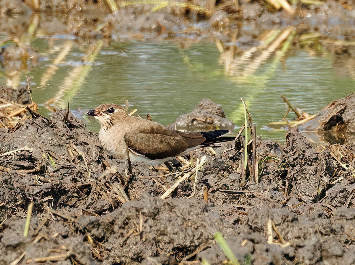 Oriental Pratincole - ML608931121