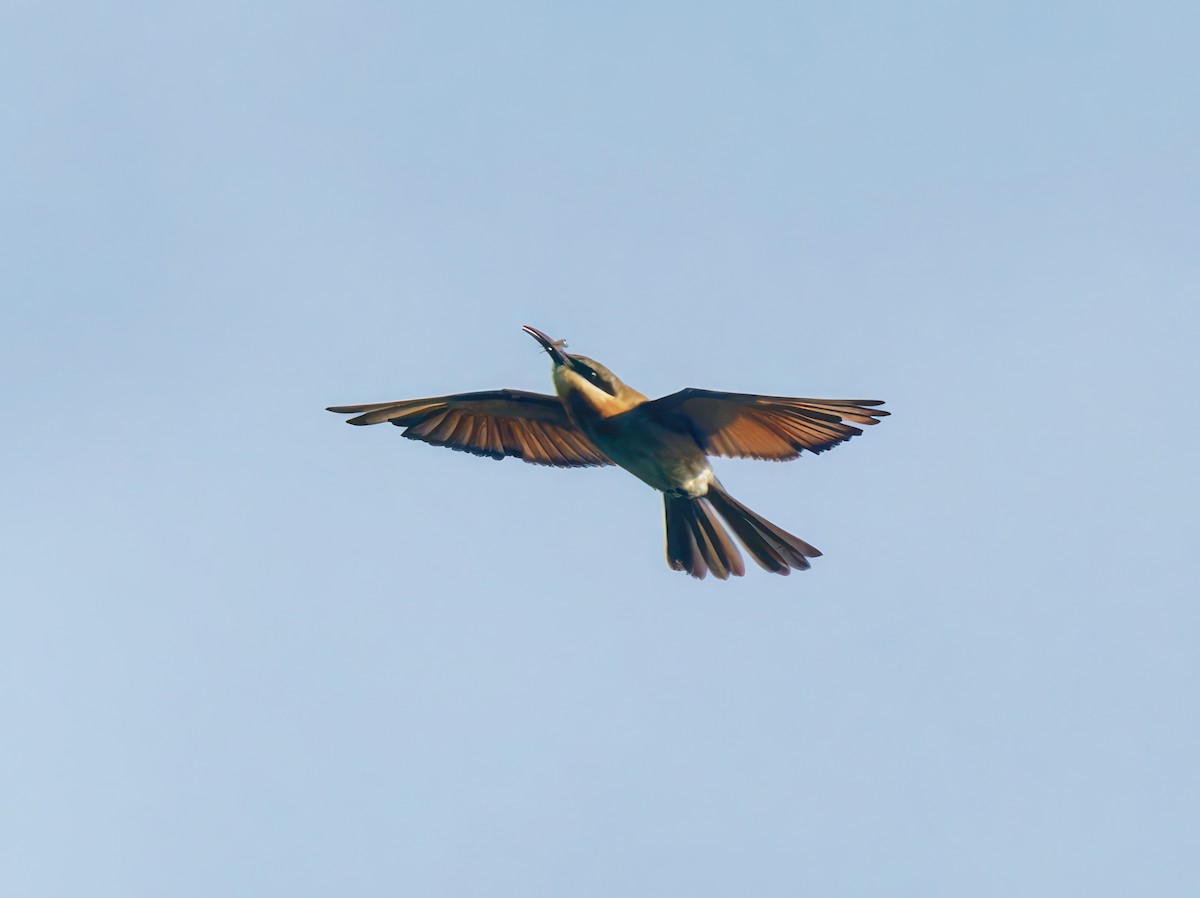 Blue-tailed Bee-eater - ML608931129