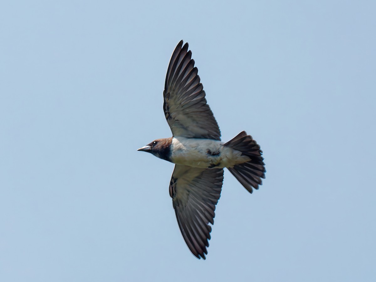 White-breasted Woodswallow - ML608931137