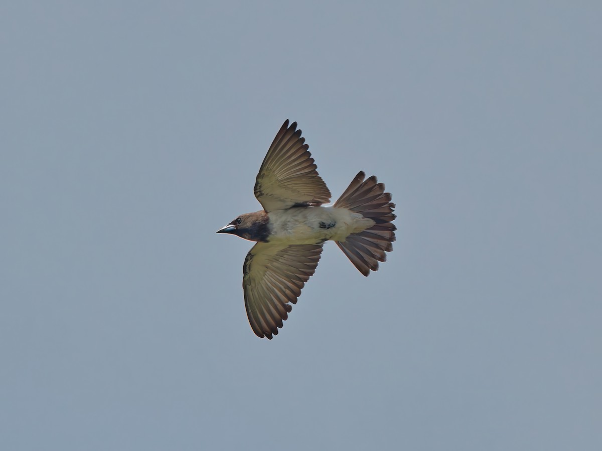 White-breasted Woodswallow - ML608931138