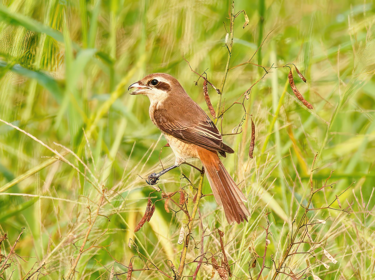 Brown Shrike - ML608931146