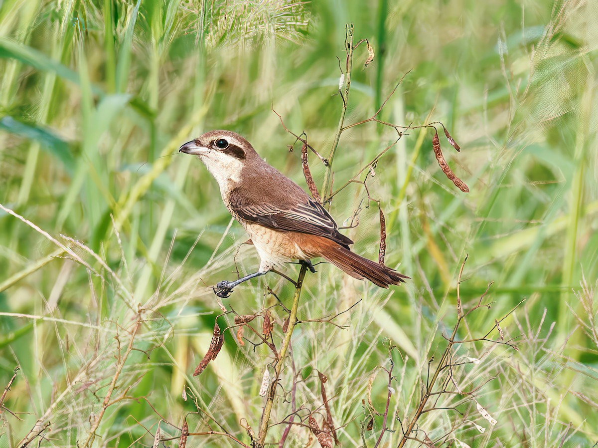 Brown Shrike - ML608931148