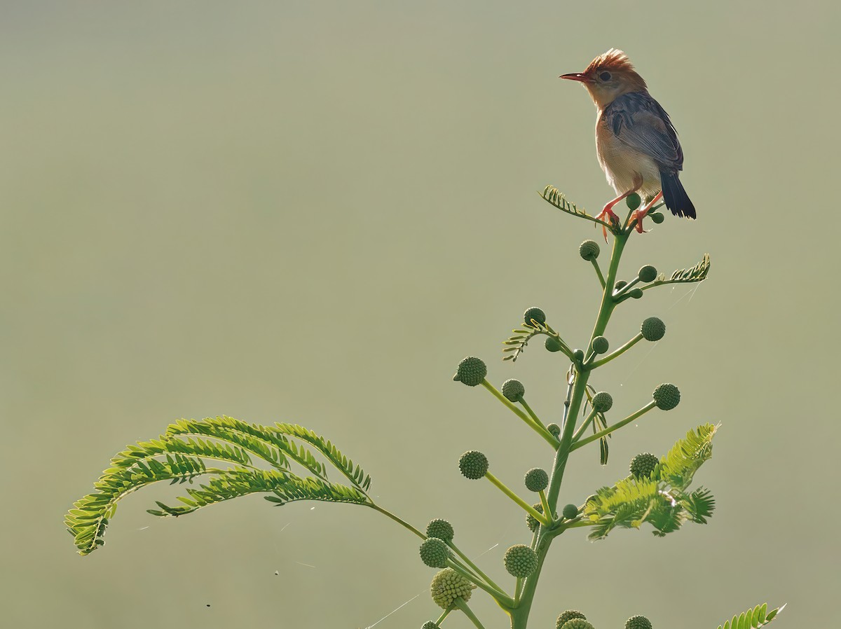 Golden-headed Cisticola - ML608931154