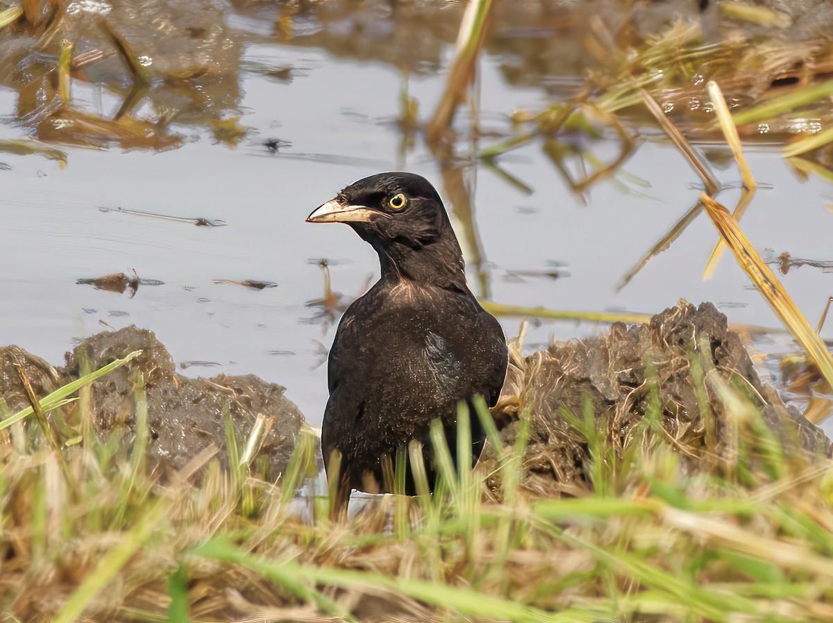 Crested Myna - ML608931168