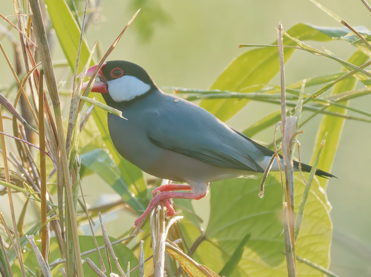 Java Sparrow - ML608931176