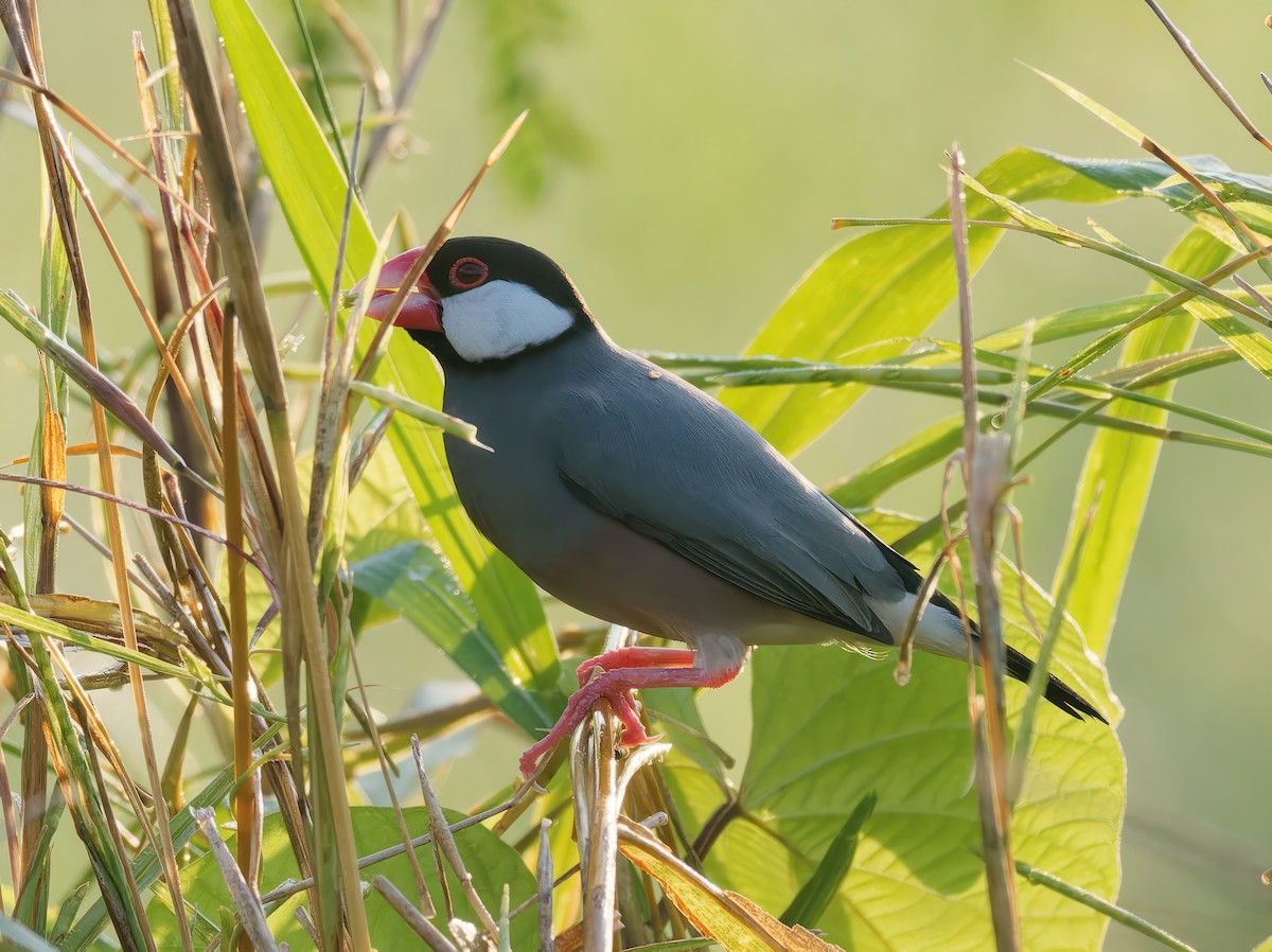 Java Sparrow - ML608931177