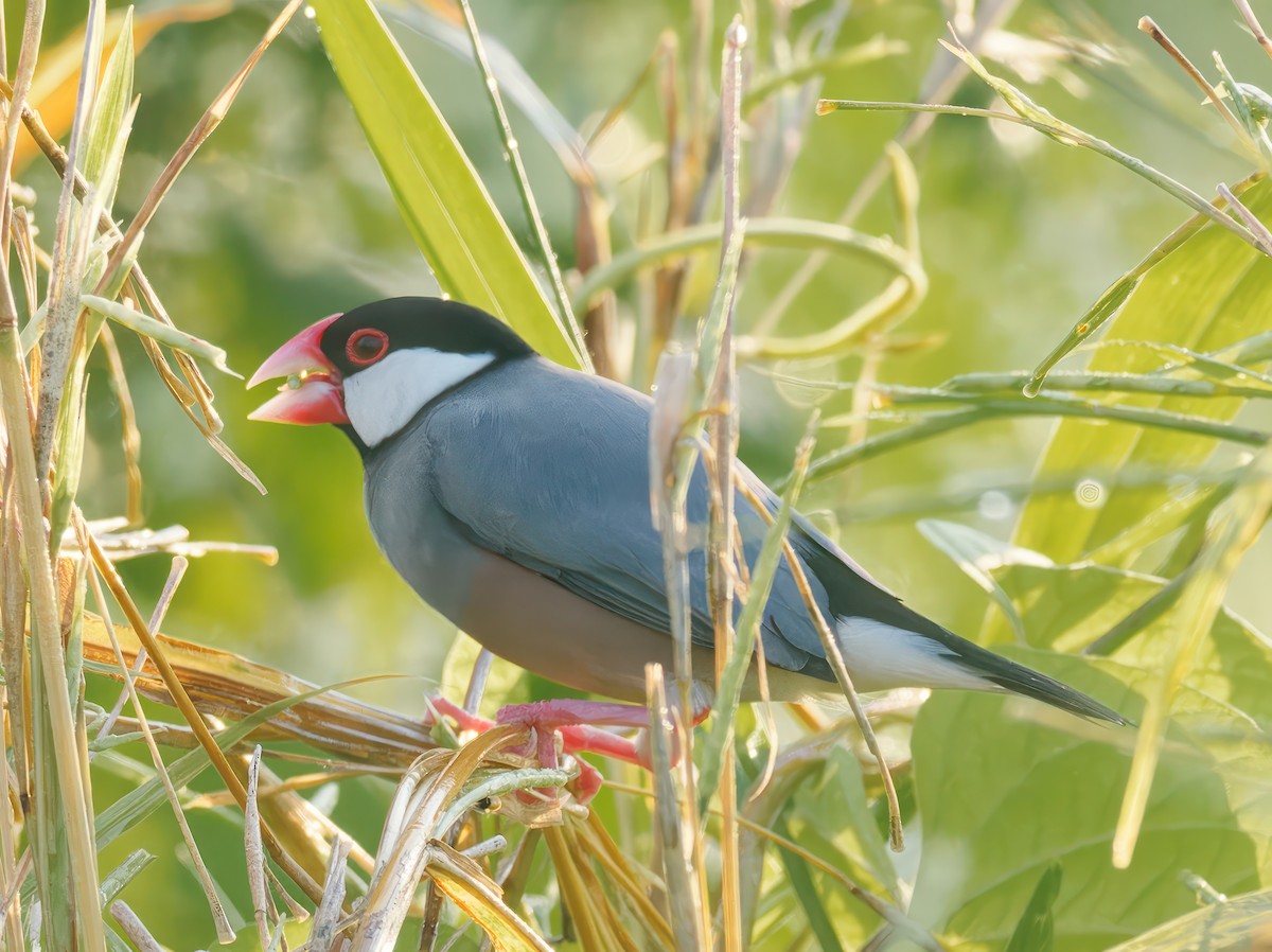 Java Sparrow - ML608931179