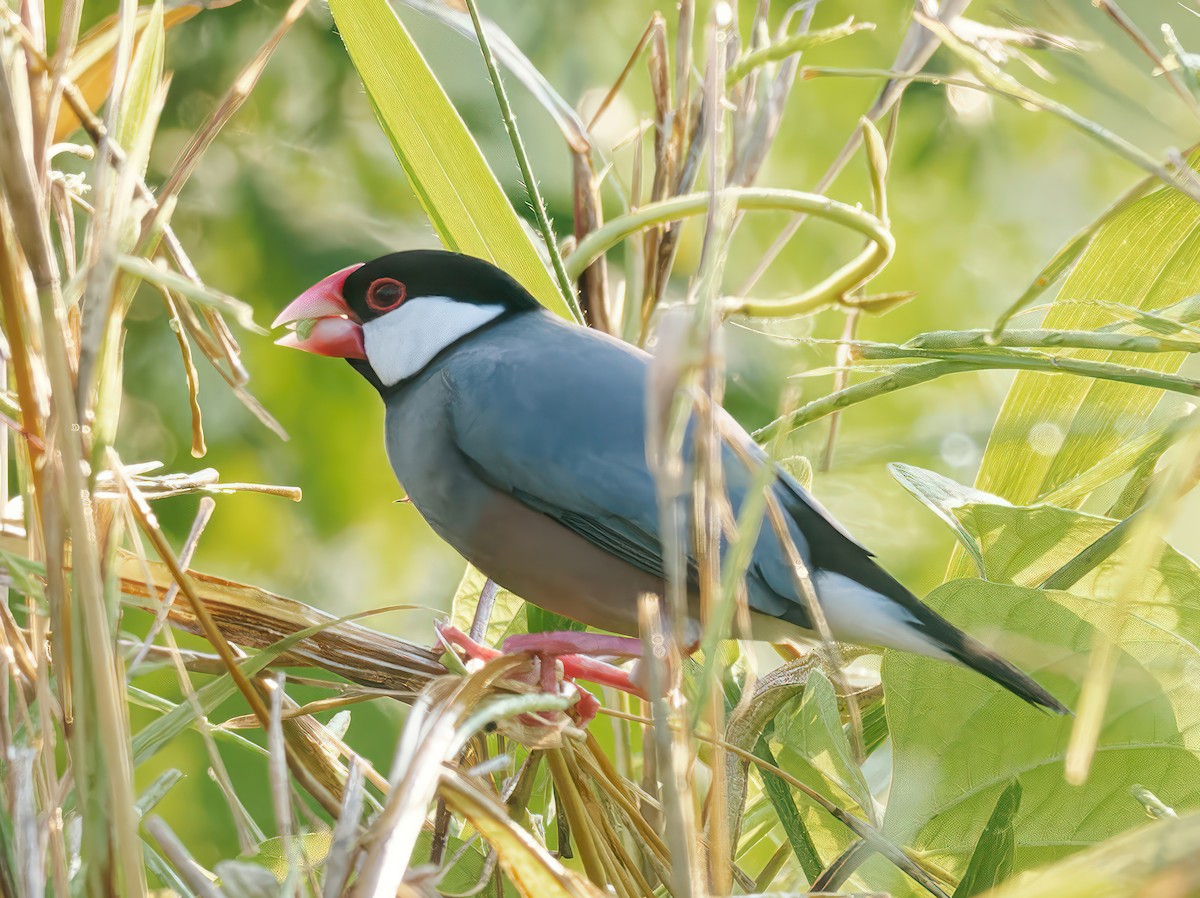 Java Sparrow - ML608931180