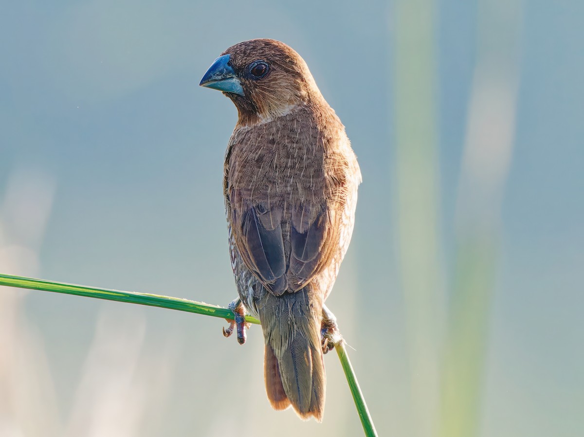 Scaly-breasted Munia - ML608931193