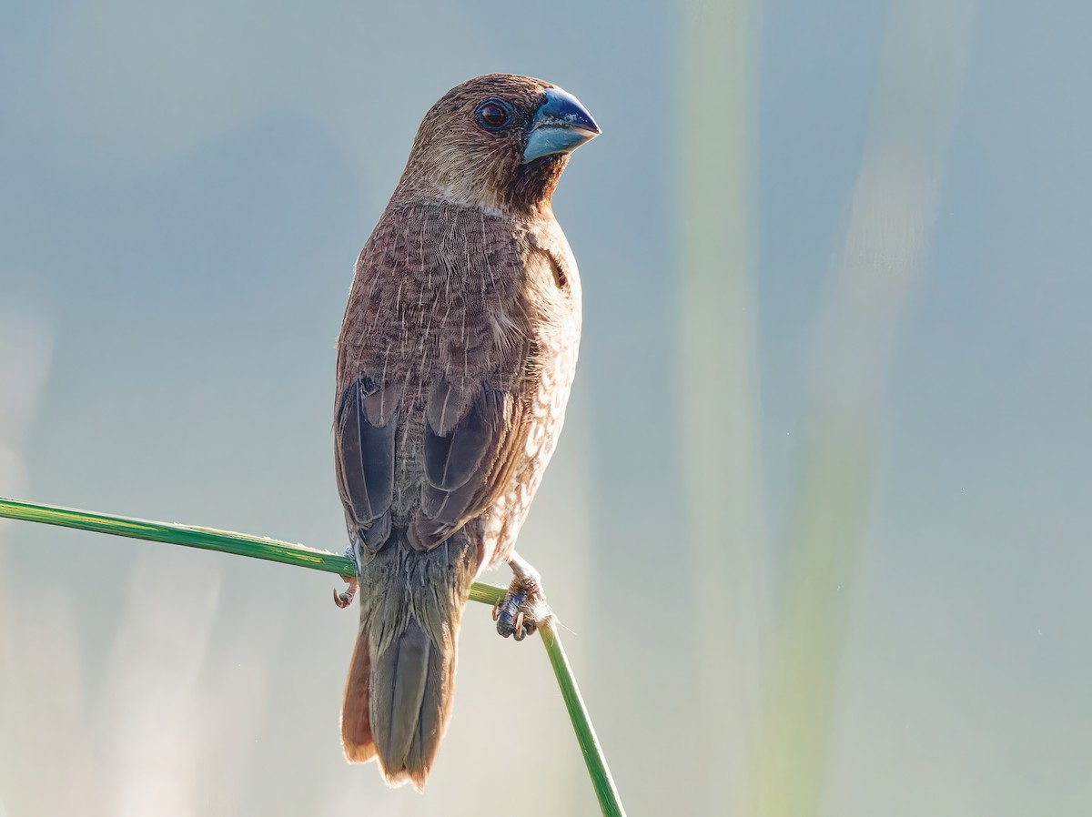 Scaly-breasted Munia - ML608931195