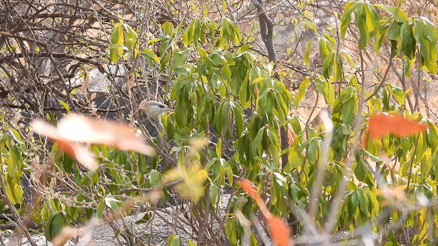 Black-backed Puffback - ML608931226