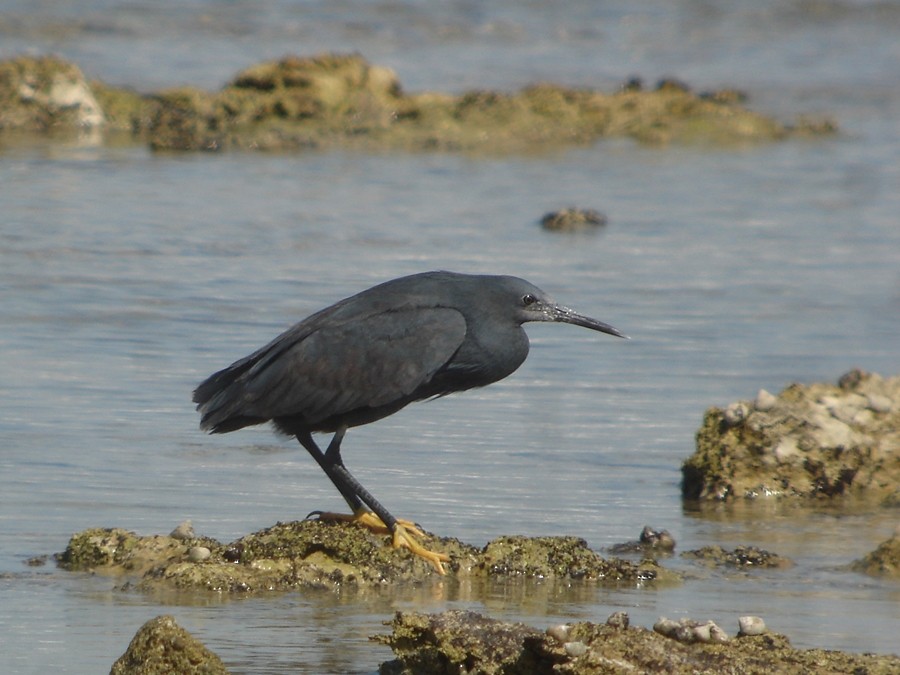 Black Heron - Andrea Nicoli
