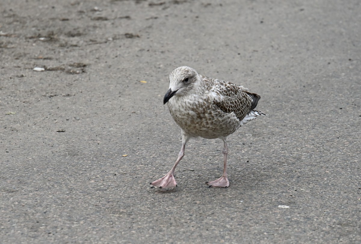 Herring Gull - Cornelia Hürzeler