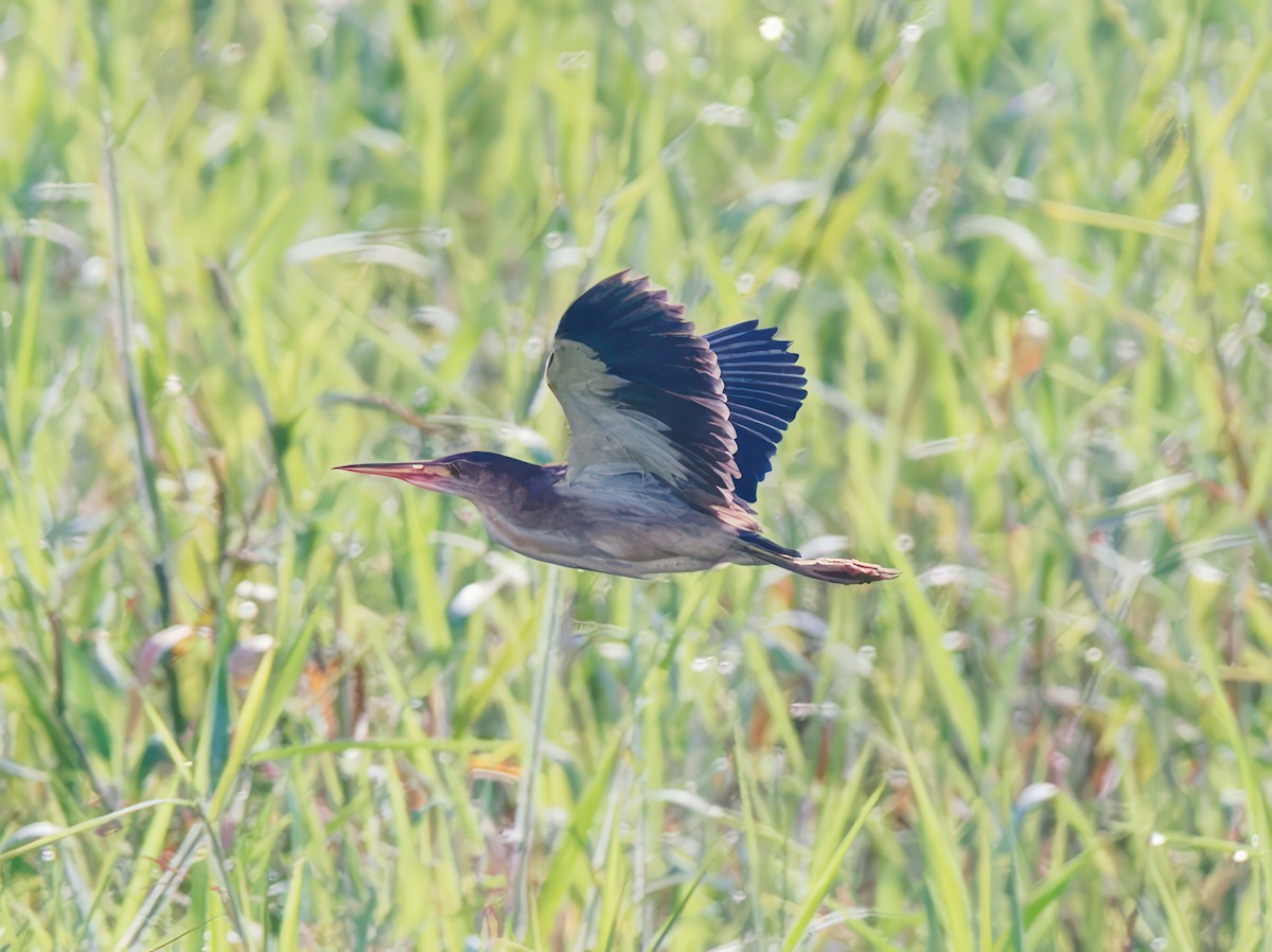 Yellow Bittern - ML608931287