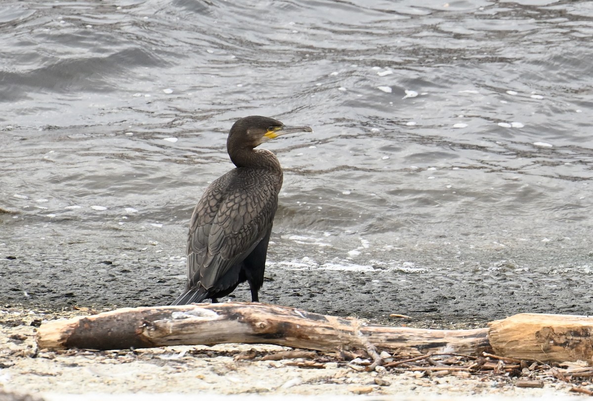 Great Cormorant - Cornelia Hürzeler