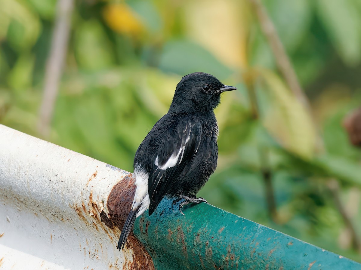 Pied Bushchat - ML608931302