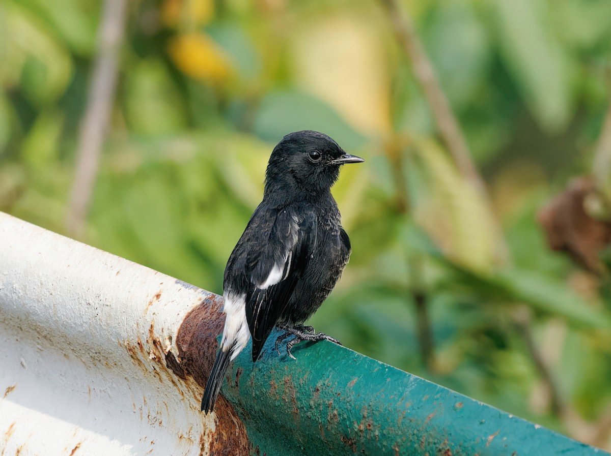 Pied Bushchat - ML608931303