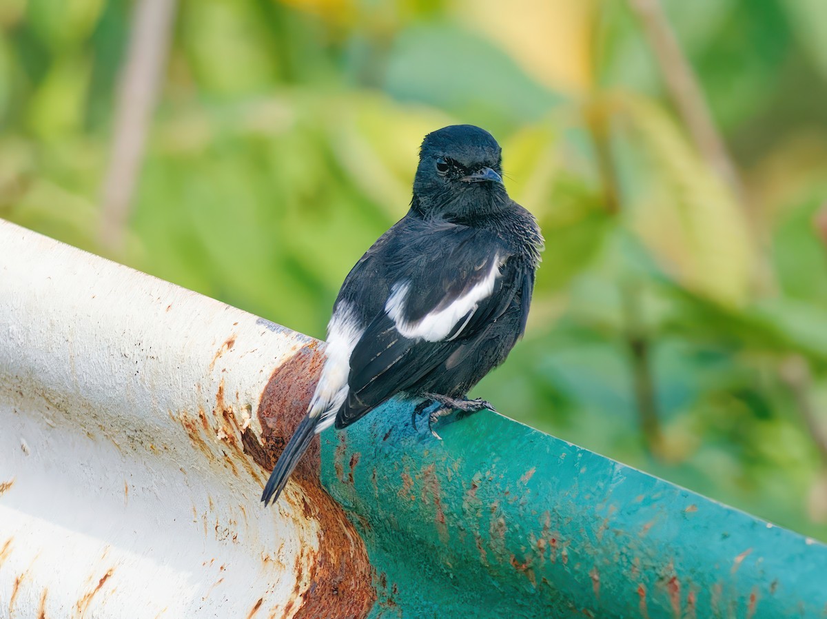 Pied Bushchat - ML608931304