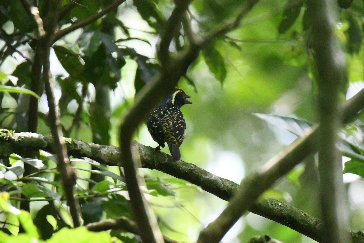 Sarı Benekli Barbet - ML608931370