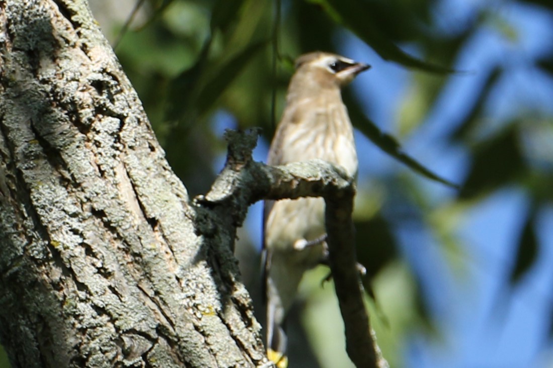 Cedar Waxwing - ML608931429