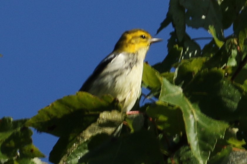 Black-throated Green Warbler - ML608931470